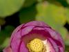 sourire floral …